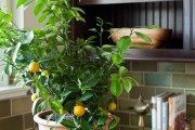 Фото 7 Комнатный лимон: сорта, уход в домашних условиях