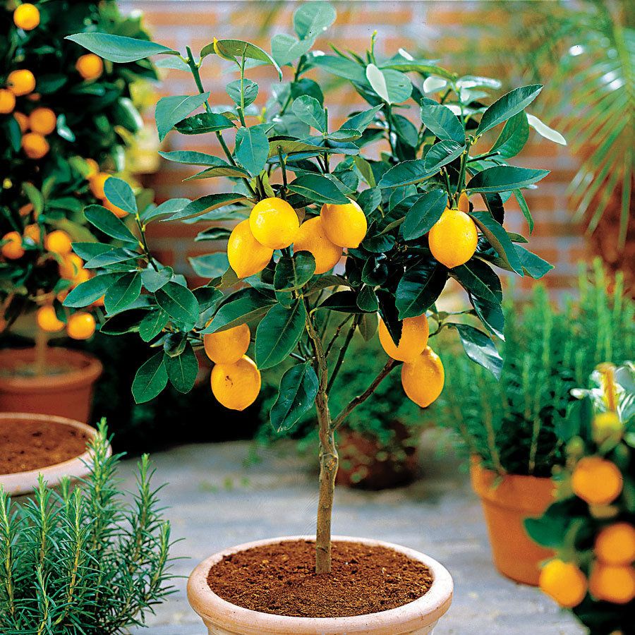 Выращивание лимонного дерева из семечек