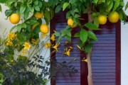Фото 5 Комнатный лимон: сорта, уход в домашних условиях