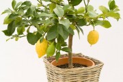 Фото 26 Комнатный лимон: сорта, уход в домашних условиях