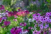 Фото 23 Весенние первоцветы (фото с названиями): разбудите ваш дачный участок!