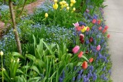 Фото 25 Весенние первоцветы (фото с названиями): разбудите ваш дачный участок!