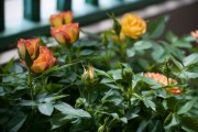 Фото 18 Комнатная роза: уход за капризной красавицей