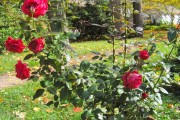 Фото 15 Комнатная роза: уход за капризной красавицей