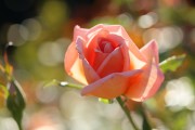 Фото 12 Как ухаживать за розами осенью? Посадка, обрезка, подкормка и подготовка к зиме — советы садоводов