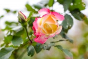 Фото 15 Как ухаживать за розами осенью? Посадка, обрезка, подкормка и подготовка к зиме — советы садоводов