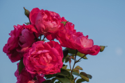 Фото 8 Как ухаживать за розами осенью? Посадка, обрезка, подкормка и подготовка к зиме — советы садоводов