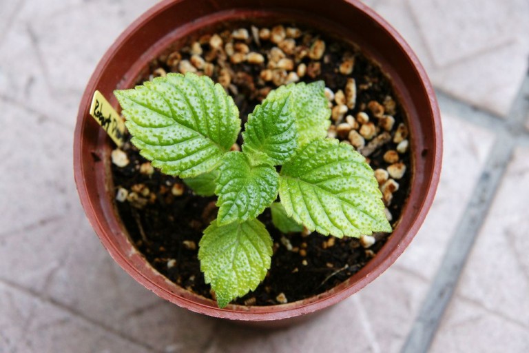 Ахименесы (50+ фото): Уход и выращивание дома [2019]