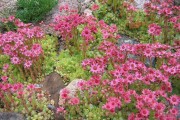 Фото 25 Каменная роза (молодило): все секреты посадки, уход в домашних условиях и создание альпинариев в саду