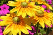 Фото 2 Рудбекия — «золотой шар» в вашем саду (50+ фото видов): советы по посадке и уходу от опытных садоводов
