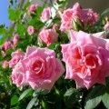 Вьющиеся розы (59 фото): уход за аристократической красавицей фото