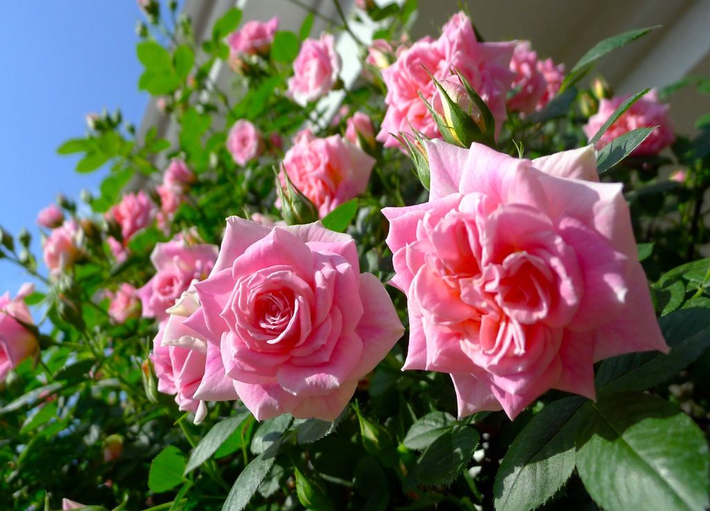 Розы чайно-гибридные: сорта, фото и описание