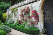 Фото 18 Вьющиеся розы (59 фото): уход за аристократической красавицей