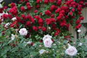 Фото 19 Вьющиеся розы (59 фото): уход за аристократической красавицей