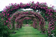 Фото 26 Вьющиеся розы (59 фото): уход за аристократической красавицей