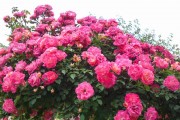 Фото 30 Вьющиеся розы (59 фото): уход за аристократической красавицей