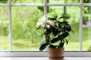 Фото 14 Вьющиеся комнатные растения: великолепная семерка