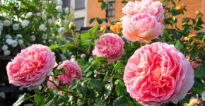 Английская роза (55 фото): новая старинная аристократка фото