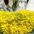 Цветы алиссум : всё, что нужно знать о посадке, выращивании и уходе 50+ фото фото