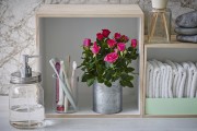 Фото 9 Как вырастить розу дома: все секреты от опытных цветоводов