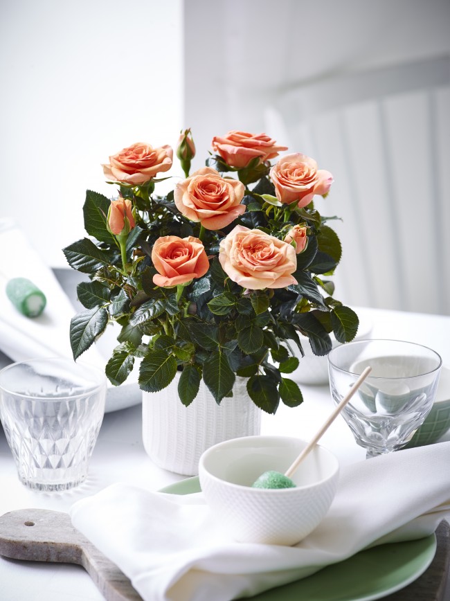 Красивая комнатная персиковая роза