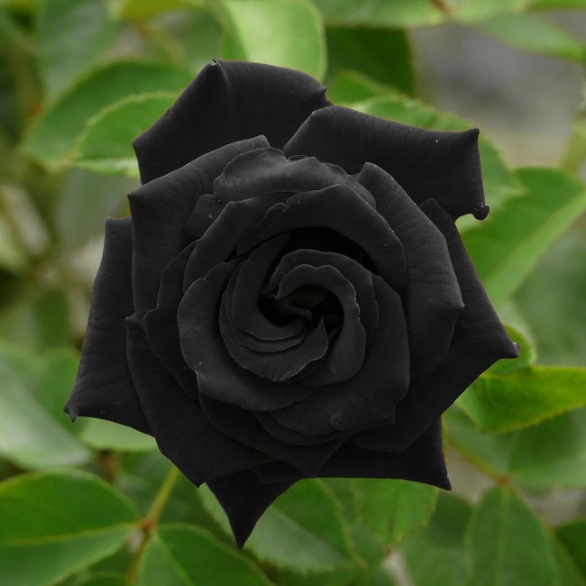 Шикарная черная роза Халфетти
