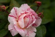 Фото 9 Парковые розы (50 фото): аристократизм и ностальгическая изысканность вашего сада