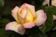 Фото 12 Парковые розы (50 фото): аристократизм и ностальгическая изысканность вашего сада