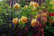 Фото 5 Парковые розы (50 фото): аристократизм и ностальгическая изысканность вашего сада
