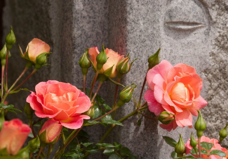 Парковые розы: 50 Лучших фото и названия сортов