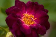Фото 2 Роскошные кустовые розы: 50 изысканных садов с королевским ландшафтом (фото)