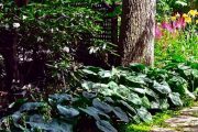 Фото 8 Хоста в ландшафтном дизайне: особенности ухода и 80 гармоничных композиций для сада
