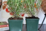 Фото 13 Средиземноморские ароматы круглый год: выращивание розмарина в квартире и его применение