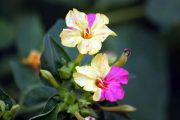 Фото 35 Ночной цветок мирабилис (95+ фото): все, что нужно знать о сортах, посадке и уходе