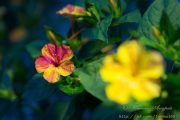 Фото 40 Ночной цветок мирабилис (95+ фото): все, что нужно знать о сортах, посадке и уходе