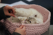 Фото 33 Делаем дом для кошки своими руками: выбор материалов и пошаговые мастер-классы