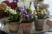 Фото 1 Горшочек для орхидеи: определяемся с размерами и все секреты правильного выбора