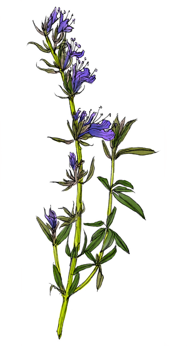 Иссоп синий зверобой. Иссоп лекарственный (Hyssopus officinalis). Иссоп зверобой. Иссоп цветет. Растение синий зверобой сканворд 5