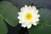 Фото 13 Белая кувшинка: все, что нужно знать о сборе и полезных свойствах водяной лилии