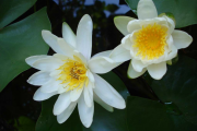 Фото 20 Белая кувшинка: все, что нужно знать о сборе и полезных свойствах водяной лилии