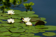Фото 2 Белая кувшинка: все, что нужно знать о сборе и полезных свойствах водяной лилии