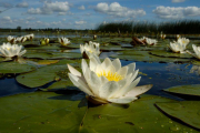 Фото 36 Белая кувшинка: все, что нужно знать о сборе и полезных свойствах водяной лилии