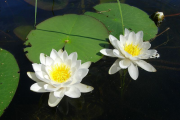 Фото 37 Белая кувшинка: все, что нужно знать о сборе и полезных свойствах водяной лилии
