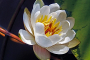 Фото 40 Белая кувшинка: все, что нужно знать о сборе и полезных свойствах водяной лилии