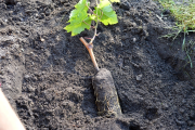 Фото 10 Неукрывной виноград для Подмосковья: как выбрать материал для посадки морозостойких сортов?