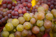 Фото 13 Неукрывной виноград для Подмосковья: как выбрать материал для посадки морозостойких сортов?