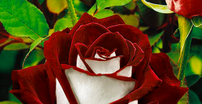Чайно-гибридные розы: популярные сорта и как правильно ухаживать за стойкими красавицами фото