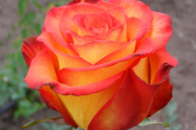 Фото 1 Чайно-гибридные розы: популярные сорта и как правильно ухаживать за стойкими красавицами