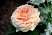 Фото 3 Чайно-гибридные розы: популярные сорта и как правильно ухаживать за стойкими красавицами