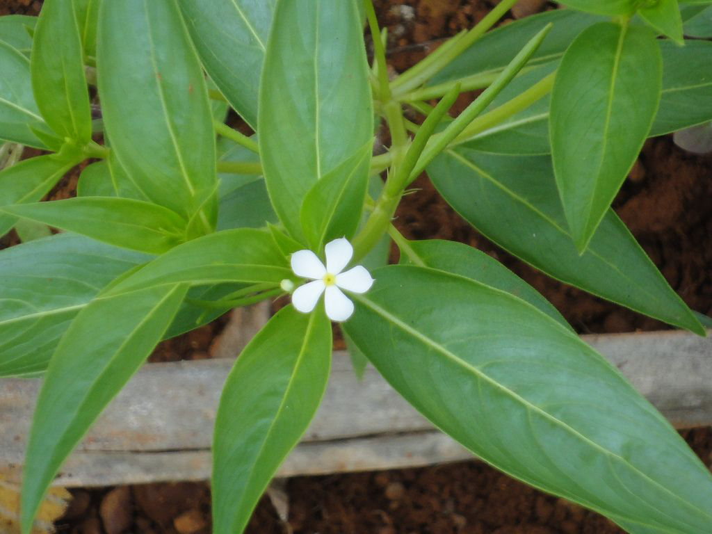 Важные растения. Catharanthus pusillus. Catharanthus trichophyllus. Apocynaceae Catharanthus pusillus. Болезни катарантуса и чем лечить.